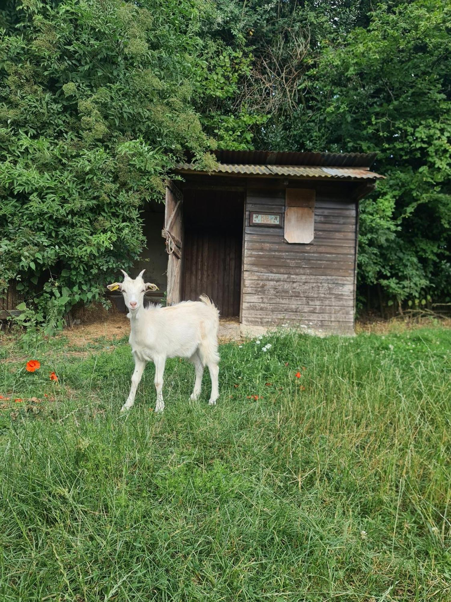 Chambre A La Ferme, Les Vergers Du Muscardin Breel Extérieur photo